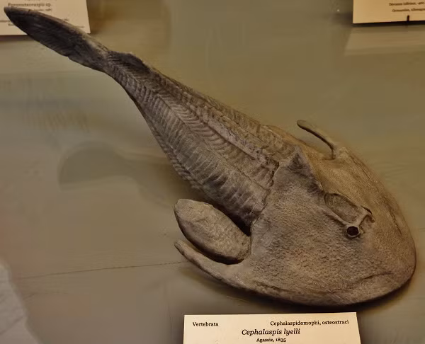 Kỷ Devon bắt đầu khoảng 416 triệu năm trước và kết thúc khoảng 359 triệu năm trước. Trong khoảng thời gian này, có sự phát triển rộng rãi của nhiều nhóm động vật khác nhau, đặc biệt là những loài sống trong môi trường biển.