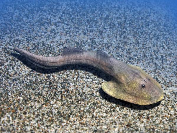 Miệng của Nochelaspis maeandrine nằm ở phần cuối phía trước của tấm khiên tam giác. Nơi "quái ngư" sinh sống là nền cát hoặc bùn dưới đáy biển yên tĩnh.