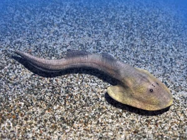 Miệng của Nochelaspis maeandrine nằm ở phần cuối phía trước của tấm khiên tam giác. Nơi "quái ngư" sinh sống là nền cát hoặc bùn dưới đáy biển yên tĩnh.