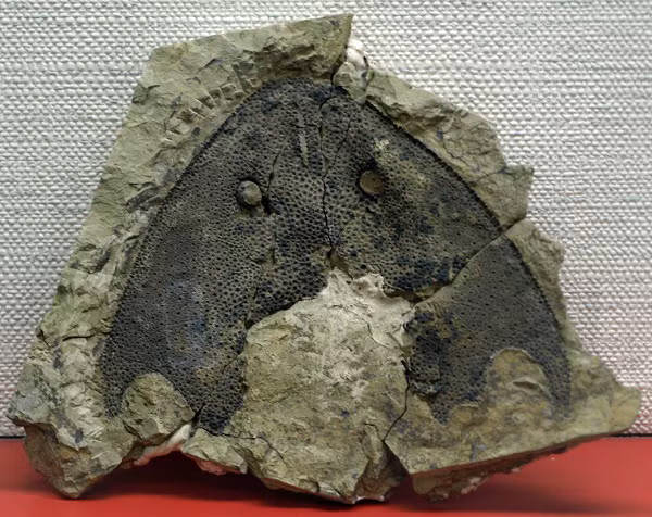 "Quái ngư" có tên là Nochelaspis maeandrine - từng bơi lội khắp khu vực miền Nam Trung Quốc và miền Bắc Việt Nam trong kỷ Devon. Mẫu vật đầu tiên được ghi nhận là một mảnh xương sọ giống như một chiếc khiên tam giác hoàn hảo được tìm thấy ở hệ tầng Xishancun, tỉnh Vân Nam, Trung Quốc vào năm 1987.