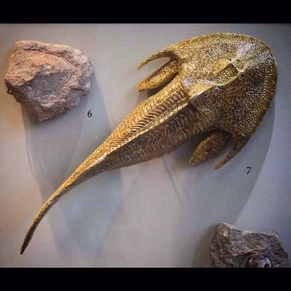 Thời kỳ này được đánh dấu bởi hoạt động lớn của các mảng kiến tạo. Có một số lần chạm đất đã hình thành các siêu lục địa mới như sự hình thành Laurasia. Siêu lục địa được biết đến với cái tên Gondwana cũng được hình thành và duy trì.