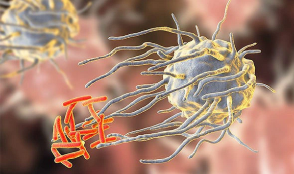 Đó là lý do giới nghiên cứu càng phải cẩn thận đối với những vi sinh vật khả dĩ đến từ ngoài không gian. Theo một nghiên cứu trước đó, virus có thể tồn tại trên các hành tinh ngoài hệ Mặt trời cũng như trên những hành tinh khác thuộc hệ Mặt trời.