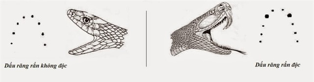 Khi bị rắn cắn, chúng ta có thể phân biệt nhanh qua vết cắn đó có phải là loài rắn độc hay không.