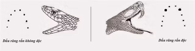 Khi bị rắn cắn, chúng ta có thể phân biệt nhanh qua vết cắn đó có phải là loài rắn độc hay không.