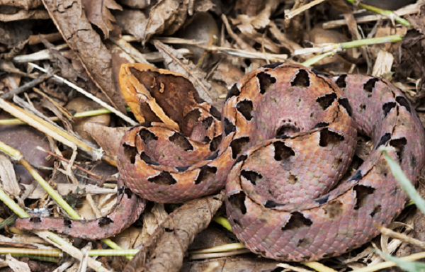 Rắn chàm quạp là loại rắn độc rất nguy hiểm thường gây tai nạn ở các nước vùng nhiệt đới ở Đông Nam Á (Thái Lan, Myanma, Lào, CampuChia, Việt Nam, Malaysia, Indonesia).