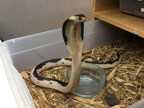 Rắn hổ mèo hay hổ mang Xiêm hoặc rắn hổ mang Đông Dương là loài rắn cực độc. Nạn nhân của loài rắn độc này sẽ bị suy hô hấp dẫn đến ngạt thở, tử vong trong khoảng 30 phút nếu không được chữa trị. Nếu bị rắn hổ mèo phun nọc độc trúng vào mắt thì nạn nhân có thể bị mù tạm thời hay thậm chí còn có thể gây mù vĩnh viễn.