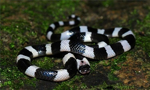 Rắn cạp nia có khoang đen trắng đặc trưng, thường được phát hiện ở những khu vực đồng bằng, nơi gần nguồn nước như ruộng lúa, ven sông, kênh. Tỷ lệ tử vong khi bị loài rắn độc này cắn lên đến 50% ngay cả khi nạn nhân được điều trị bằng huyết thanh chống nọc độc.