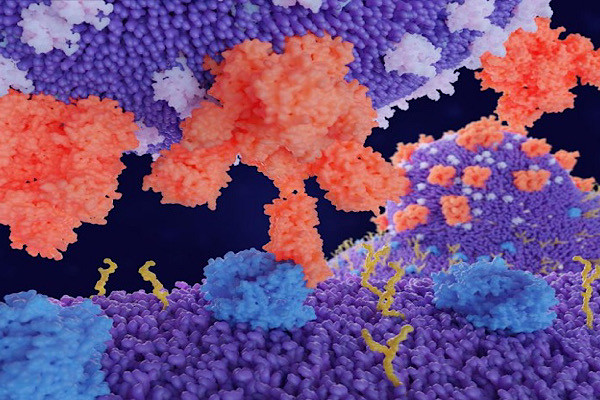 Virus corona mới có khả năng bắt nguồn từ loài chó, dường như gây bệnh viêm phổi ở trẻ em.