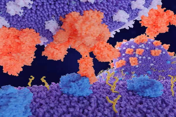 Virus corona mới có khả năng bắt nguồn từ loài chó, dường như gây bệnh viêm phổi ở trẻ em.