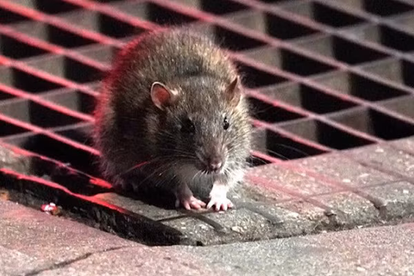 Cụ thể, phân tích các loài động vật có vú khác nhau, tập trung vào việc phân tích các thụ thể liên kết với virus SARS, các nhà nghiên cứu nhận thấy khả năng chuột hiện đại có thể là ổ lưu trữ virus corona.