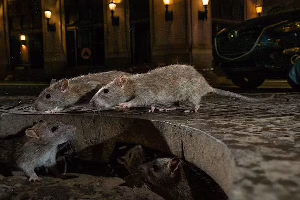 “Do đó, có khả năng một số loài gặm nhấm hiện đại cũng mang virus corona giống SARS mà không có triệu chứng, bao gồm cả những loại virus chưa được phát hiện”, Giáo sư Mona Singh cho biết.