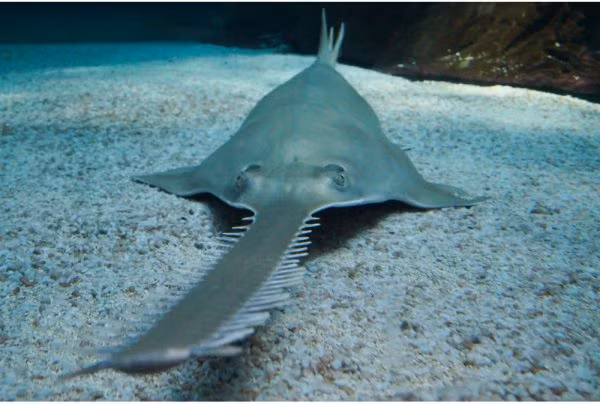 Đồng thời nó cũng được dùng như là một công cụ đào bới để tìm kiếm các động vật giáp xác và vũ khí tự vệ, chống lại sự săn bắt của con người và động vật ăn thịt như cá mập.