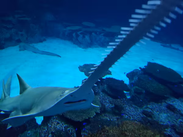 Miệng và lỗ mũi của chúng nằm ở mặt dưới giống như các loài cá đuối. Miệng được lót bằng răng nhỏ, hình vòm để ăn cá nhỏ và động vật giáp xác. Cá đao thở bằng hai lỗ thở phía sau mắt.