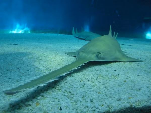 Theo các ngư dân, con cá bị mắc vào lưới đặt ở dưới đáy biển, dùng để để đánh bắt cá ở sâu dưới biển tại khu vực biên giới trên biển giữa Pakistan và Iran.