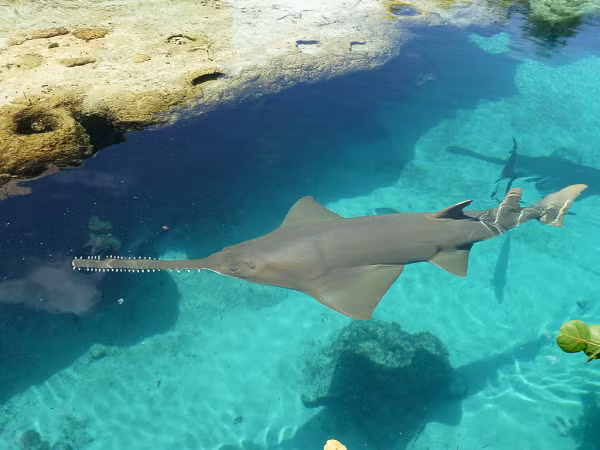 "Răng" nhô ra từ mõm không phải là răng thực sự, nhưng chúng là các cấu trúc giống như răng đã biến đổi, được gọi là các "răng nhỏ". Cơ thể và đầu của cá đao phẳng, và chúng dành phần lớn thời gian của mình để nằm trên đáy biển.