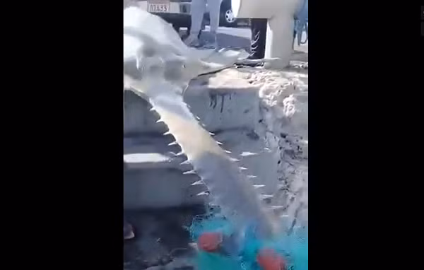 Một loài cá có mũi hình lưỡi cưa đã được ngư dân bắt gần biên giới Pakistan-Iran vào thứ Bảy vừa rồi. Loài cá này có tên là Longcomp Sawfish hay còn gọi là cá đao, thuộc dạng cực kỳ quý hiếm và sắp bị tuyệt chủng.