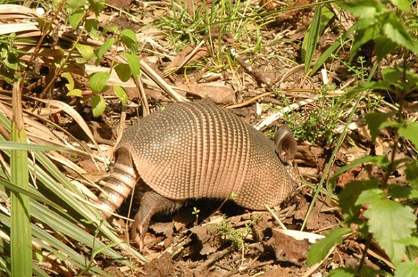 Đối phó với loài động vật này cũng là một vấn đề nan giải. Armadillo rất khó bẫy và các chuyên gia không biết có một loại thuốc nào có thể xua đuổi chúng được hay không.