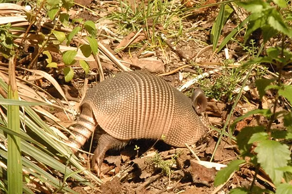 Đối phó với loài động vật này cũng là một vấn đề nan giải. Armadillo rất khó bẫy và các chuyên gia không biết có một loại thuốc nào có thể xua đuổi chúng được hay không.