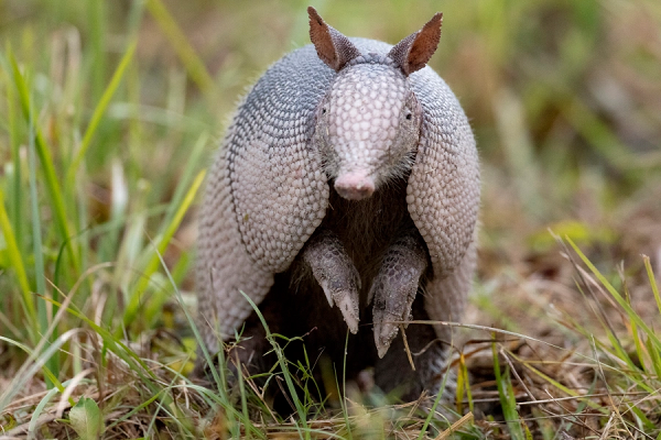 Cuộc khủng hoảng khí hậu là lí do được đưa ra để giải thích cho làn sóng quân hành của armadillo trên khắp nước Mỹ. Đối với một loài động vật không thích mùa đông như armadillo, quá trình Trái Đất nóng lên vô tình lại khiến các vùng đất ôn đới ngày càng trở nên thân thiện hơn với chúng.