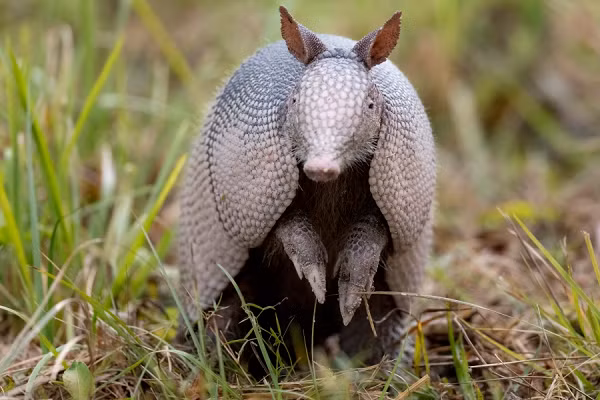 Cuộc khủng hoảng khí hậu là lí do được đưa ra để giải thích cho làn sóng quân hành của armadillo trên khắp nước Mỹ. Đối với một loài động vật không thích mùa đông như armadillo, quá trình Trái Đất nóng lên vô tình lại khiến các vùng đất ôn đới ngày càng trở nên thân thiện hơn với chúng.