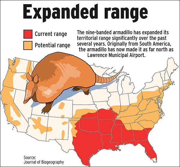 Armadillo vào được Mỹ và đã trở thành một loài xâm lấn. Những cá thể cái có thể sinh tới 4 con mỗi lứa và vô số lứa trong cuộc đời. Không những thế, chúng không ngừng hành quân về phía bắc và nó đã chiếm được thung lũng Sapphire vào năm ngoái.