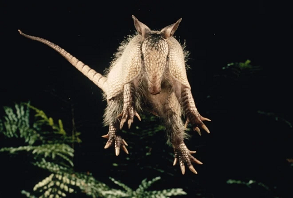 Loài sinh vật này có thể thực hiện một cú nhảy rất mạnh trong phạm vi 1 mét, một kỹ năng mà chúng đã phát triển để thoát ra khỏi cú vồ của gấu. Có thị lực kém nhưng thính giác của armadillo thì cực nhạy.