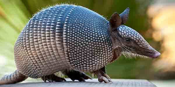Theo lời thợ săn này, công việc săn armadillo giống như đi săn người ngoài hành tinh. "Khi những con armadillo này tới, chúng tôi không hề biết tí gì về chúng. Chúng xuất hiện một cách bất ngờ và với dân số bùng nổ. Những con vật thật không dễ bị bắn hạ".