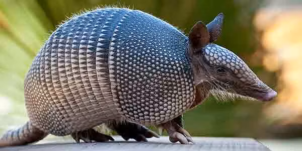 Theo lời thợ săn này, công việc săn armadillo giống như đi săn người ngoài hành tinh. "Khi những con armadillo này tới, chúng tôi không hề biết tí gì về chúng. Chúng xuất hiện một cách bất ngờ và với dân số bùng nổ. Những con vật thật không dễ bị bắn hạ".