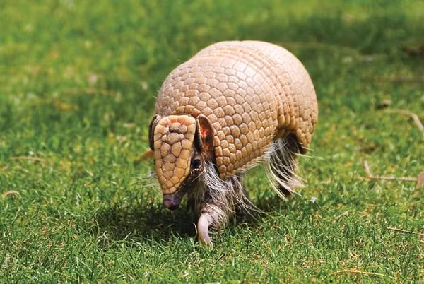 Nó biến mất một cách kỳ dị vào màn đêm bằng một cú nhảy giống như kangaroo, để lại tay thợ săn há hốc miệng kinh ngạc. Armadillo nổi tiếng với một lớp vảy bên ngoài cơ thể vô cùng cứng. Nó không phải lớp áo giáp phát triển từ da hoá sừng như của tê tê, mà chính là xương của chúng.