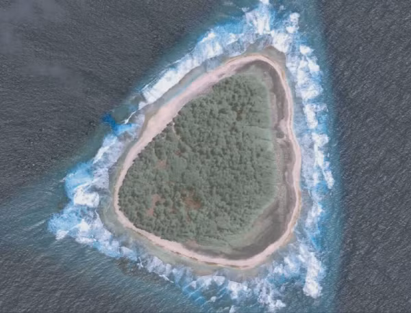 Những cây này có thể cao tới gần 30 m, bao phủ gần như cả hòn đảo và mọc gần nhau đến mức có thể trông giống như một thảm thực vật từ trên cao.