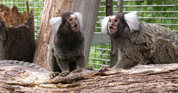 Vụ việc này đã gây chấn động địa phương, thậm chí còn thu hút các chuyên gia vào cuộc. Thế nhưng một cách bất ngờ, các chuyên gia sau khi nhìn thấy con vật thì mặt biến sắc và nói rằng: "Tuyệt đối không được nuôi con vật này, mau thả nó ra!".