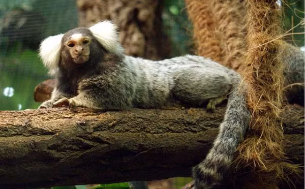 Một cậu thanh niên bắt gặp con vật có vẻ ngoài kỳ lạ khi đang chơi đùa trong khu cắm trại ở rừng. Gương mặt nó hơi giống khỉ nhưng phần nhiều thì giống người hơn, thân nó giống con mèo, tay chân như khỉ, ngón tay nhọn như vuốt đại bàng, lông mượt như nhung, đuôi cong rất dài.