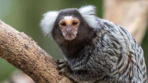 Được xem là loài khỉ tí hon trên thế giới, Marmoset đang được con người chọn làm thú cưng bởi vẻ ngoài độc lạ của nó. Hầu hết các loại khỉ này đều có nguy cơ tuyệt chủng cho đến khi có phong trào nuôi loài khỉ này như thú cưng (thú nuôi độc lạ) thì chúng mới thoát nạn, mặc dù vậy, đây là động vật hoang dã nên khó có thể thuần hóa.