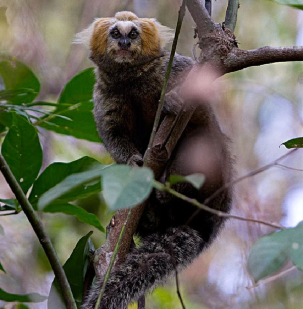 Vì chưa bao giờ nhìn thấy con vật nào kỳ lạ như vậy nên cậu thanh niên đã quyết định đem nó về nuôi. Thậm chí anh còn đăng một bức ảnh lên mạng xã hội và nhanh chóng thu hút sự chú ý của cư dân mạng.