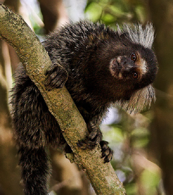 Đặc điểm này cho thấy chúng nguyên thủy hơn so với một số loài khỉ khác. Chiếc răng cửa của chúng rất sắc nhọn có thể xuyên qua lớp vỏ cây để tìm nhựa cây (nguồn thực phẩm mà chúng vô cùng ưa thích).