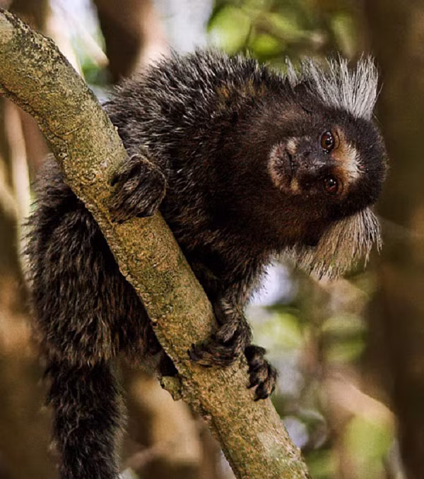 Đặc điểm này cho thấy chúng nguyên thủy hơn so với một số loài khỉ khác. Chiếc răng cửa của chúng rất sắc nhọn có thể xuyên qua lớp vỏ cây để tìm nhựa cây (nguồn thực phẩm mà chúng vô cùng ưa thích).