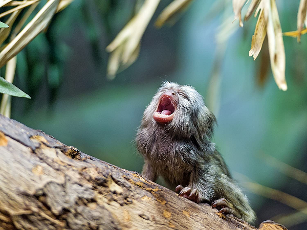 Nhu cầu nuôi khỉ Marmoset đang lên cao mà những chú khỉ trong tự nhiên đã bị bắt khá nhiều, thậm chí có những trang trại đã cố gắng nhân giống khỉ này để phục vụ cho việc thương mại hóa.