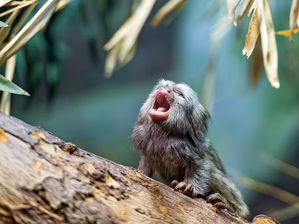 Nhu cầu nuôi khỉ Marmoset đang lên cao mà những chú khỉ trong tự nhiên đã bị bắt khá nhiều, thậm chí có những trang trại đã cố gắng nhân giống khỉ này để phục vụ cho việc thương mại hóa.