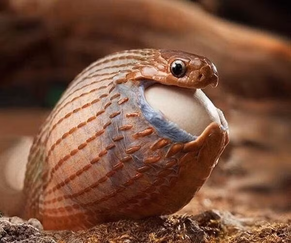 Rắn ăn trứng châu Phi không có nọc độc vì chúng không có răng nanh, nhưng may thay chúng còn bộ răng giả để tự vệ. Khi thấy có nguy hiểm rình rập mình, chúng sẽ dùng cơ thể ngoằn ngoèo lượn tròn trên mặt đất làm hoa mắt đối phương, nhưng chúng sẽ không cắn thật vì như vậy sẽ bị bại lộ, hành động này chỉ giúp hù dọa khiến những con vật xung quanh phải sợ chúng.