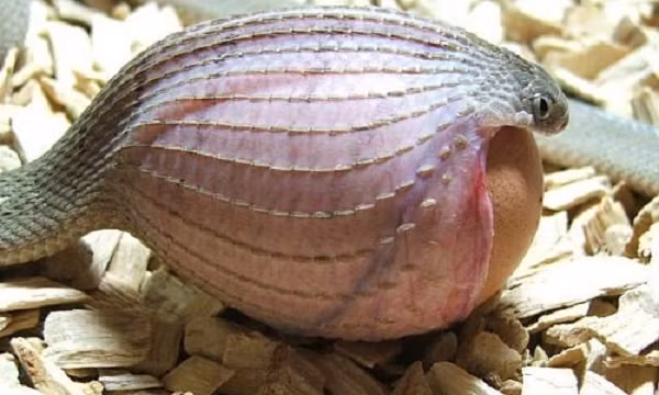 Không những thế, rắn ăn trứng châu Phi còn có bộ hàm rất linh hoạt giúp chúng có thể nuốt được quả trứng to gấp 10 lần trọng lượng cơ thể. Quả trứng sẽ được phá vỡ sau khi được đẩy xuống chỗ lồi lõm của cột sống, khi hấp thụ hết chất dinh dưỡng, vỏ trứng sẽ được đào thải ra ngoài.