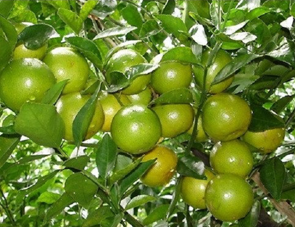 Bên cạnh đó, có thể giữ vỏ quýt trong túi lưới rồi đặt ở đầu giường. Hương thơm từ vỏ quýt có tác dụng an thần, giúp ngủ ngon, đặc biệt có tác dụng đối với những người bị chứng rối loạn giấc ngủ.