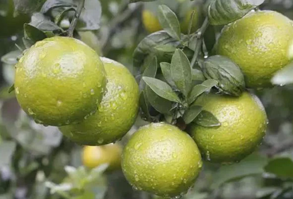 Sau khi được Võ Tắc Thiên yêu thích, người dân địa phương đã đặt lại tên cho loại quýt này là "quýt cống phẩm" hay "quýt hoàng đế" để phân biệt nó với các loại quýt khác.