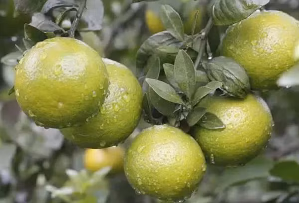 Sau khi được Võ Tắc Thiên yêu thích, người dân địa phương đã đặt lại tên cho loại quýt này là "quýt cống phẩm" hay "quýt hoàng đế" để phân biệt nó với các loại quýt khác.