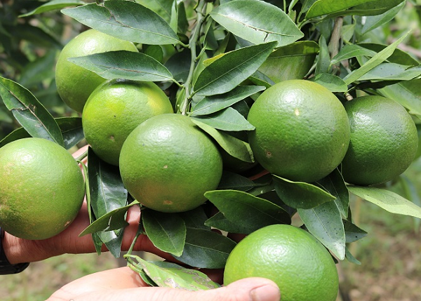 Ví dụ như điều khí, giảm đờm, an thần, còn có thể mang đi chế biến thành nhiều món ăn ngon như vịt sốt vỏ quýt, không chỉ làm tăng sự ngon miệng mà còn có công dụng chữa trị các chứng như căng tức ngực, tức bụng, nôn mửa, ho có đờm và nhiều triệu chứng khác.