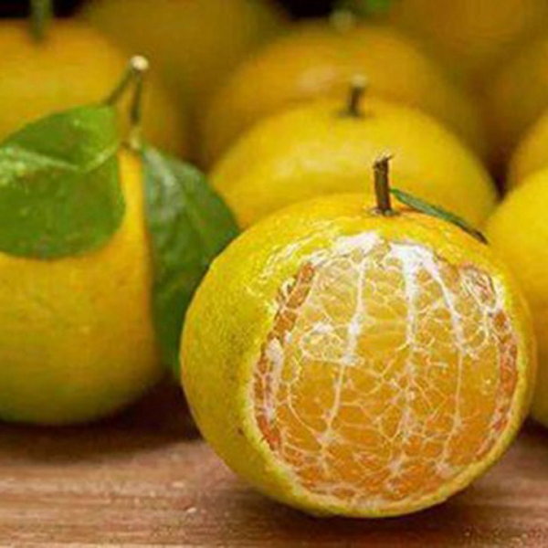 Quýt hoàng đế có hình dáng tròn đầy, căng mọng, bóng loáng, trước khi chín có màu vừa xanh vừa vàng trông như một cô thiếu nữ e ấp.