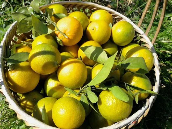 Hóa ra, thứ quả được Võ Tắc Thiên hết lời khen ngợi không phải của hiếm hay đặc biệt gì, mà chính là một loại quýt được bày bán đầy đường.