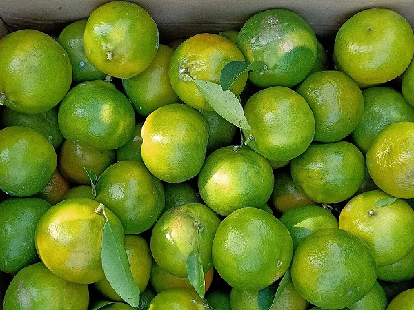 Đối với những bệnh nhân trong quá trình hóa trị thường hay xuất hiện các triệu chứng phụ như buồn nôn, mất ngủ… nếu lúc này đặt trên đầu giường một ít vỏ quýt, tinh dầu tỏa ra từ vỏ quýt có thể giúp tiêu trừ những triệu chứng này.