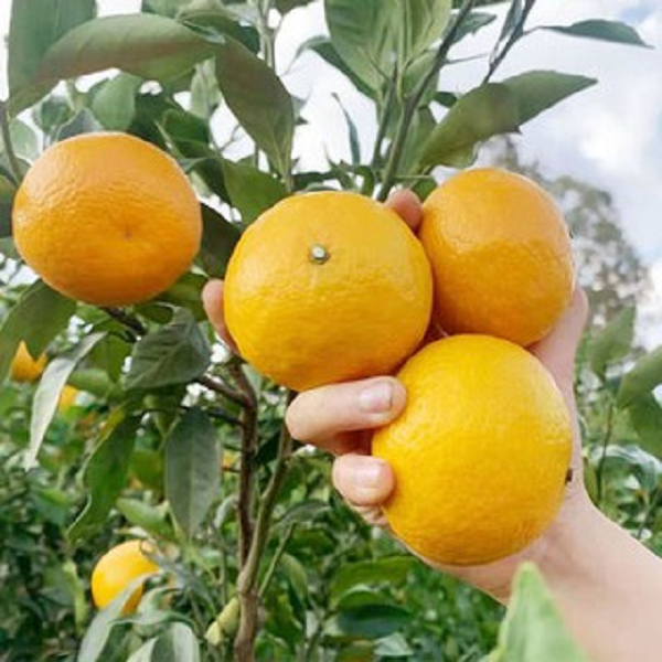 Quýt mua về sau khi ăn xong còn có thể giữ lại vỏ, mang đi phơi khô làm thành vỏ quýt phơi khô. Vỏ quýt sau khi phơi khô có vô vàn công dụng cực hữu hiệu.