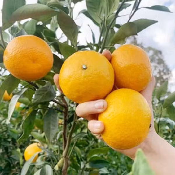 Quýt mua về sau khi ăn xong còn có thể giữ lại vỏ, mang đi phơi khô làm thành vỏ quýt phơi khô. Vỏ quýt sau khi phơi khô có vô vàn công dụng cực hữu hiệu.