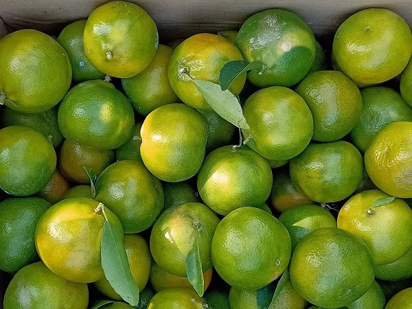 Quýt hoàng đế về sau ngày càng nhận được sự yêu thích của mọi người ngoài nhờ danh tiếng của Võ Tắc Thiên thì hương vị và đặc điểm của nó cũng được xếp vào hàng xuất sắc.